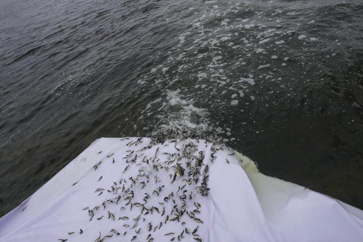 Мы сделали Волгу чище и богаче!