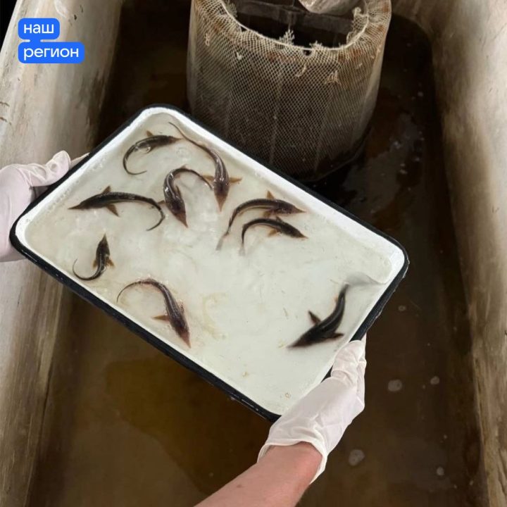 В Волгу выпустили 8 тысяч мальков стерляди🐟