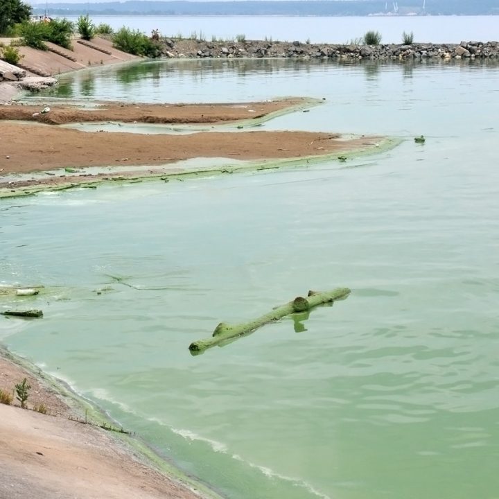 Вода в Волге продолжает цвести
