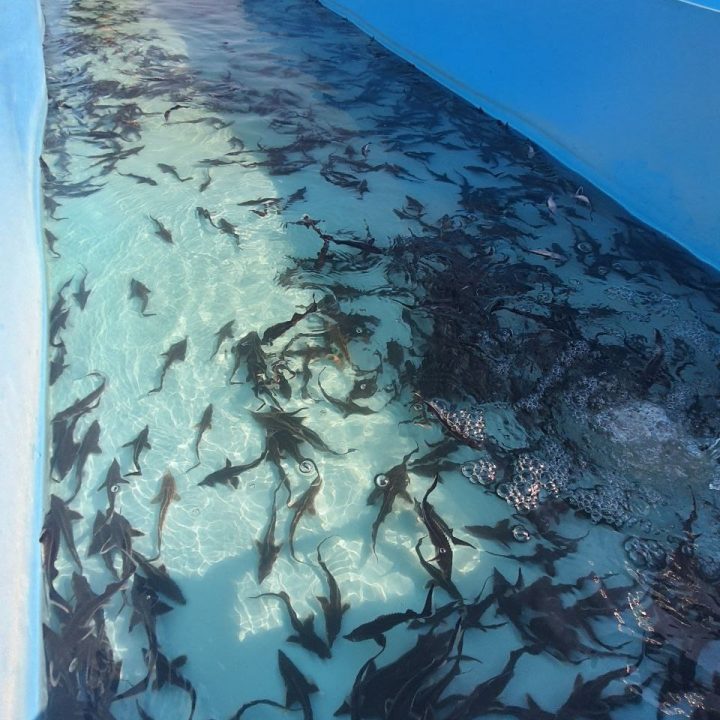 В Волгу выпустили еще 57,8 тысяч мальков стерляди