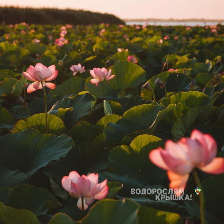 Дельта Волги с лотосами